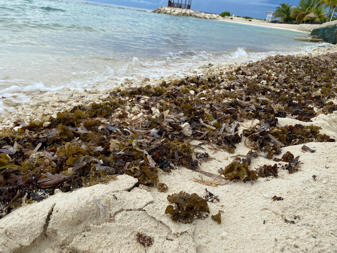 Unlocking the Secrets of Sea Moss: Nature's Superfood